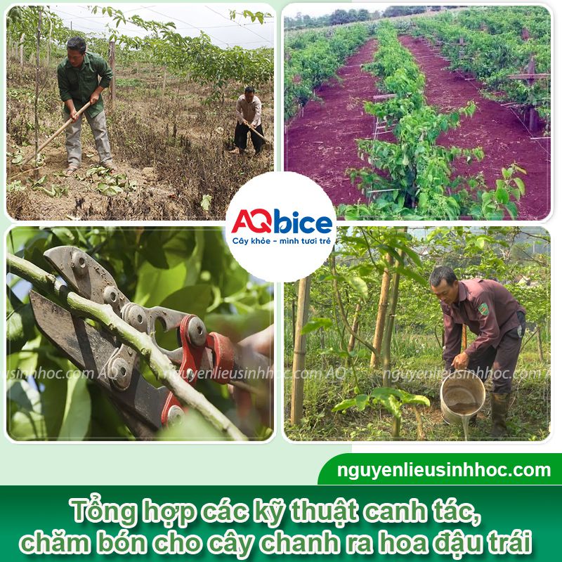 Cây chanh không ra hoa: Nguyên nhân và cách xử lý ra bông 