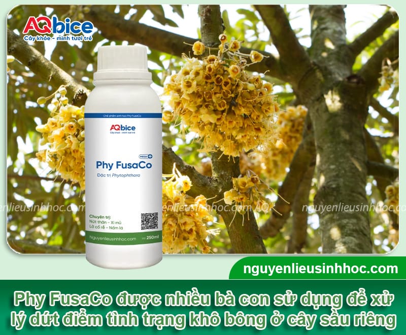 Sầu riêng bị khô bông do đâu và Cách xử lý để vụ bội thu 3 Sầu riêng bị khô bông do đâu và Cách xử lý để vụ bội thu