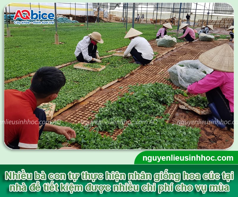 Cách nhân giống hoa cúc đơn giản tại nhà, thành công cao