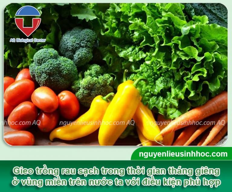 Tháng giêng trồng rau gì để xanh tốt, thu hoạch nhanh