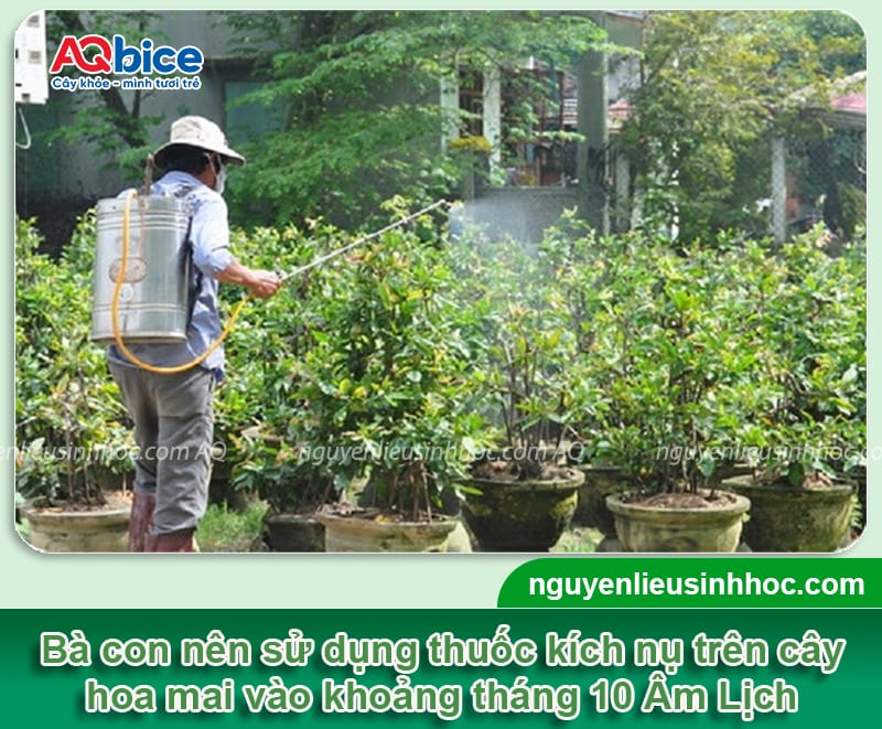 Thuốc kích nụ mai ra nhiều, hoa nở đồng loạt đúng dịp Tết 2026