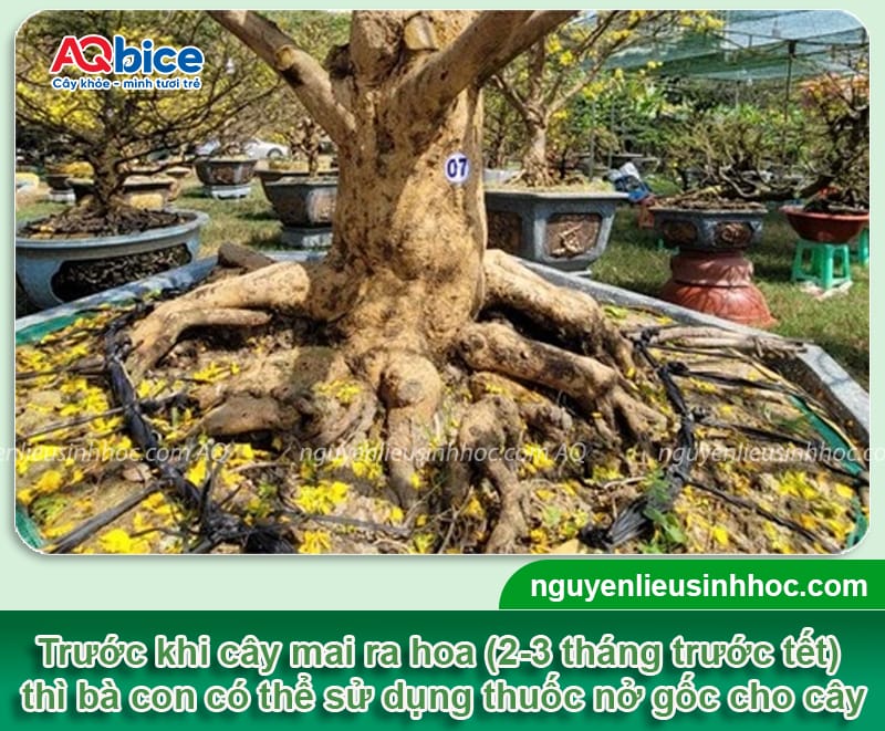 Thuốc nở gốc mai Vi HAF kích rễ ra mạnh, bung chồi nhanh