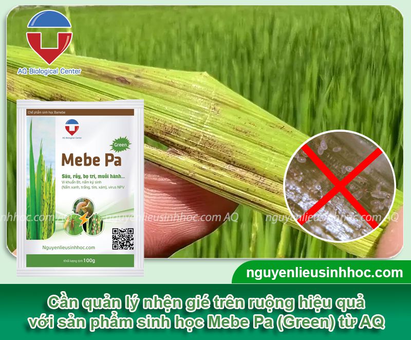 Thuốc đặc trị nhện gié hại lúa nâng cao năng suất với Mebe Pa (Green)