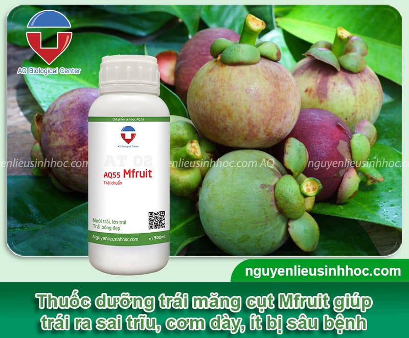 Thuốc dưỡng trái măng cụt Mfruit, giúp trái ra nhiều, hạn chế trái sượng