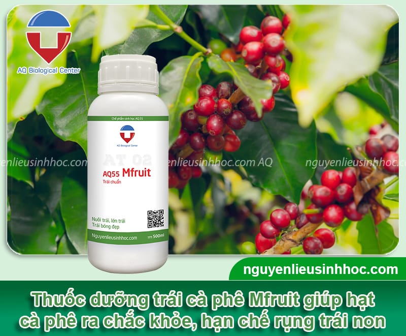 Thuốc dưỡng trái cà phê Mfruit giúp chắc hạt, chống rụng trái non