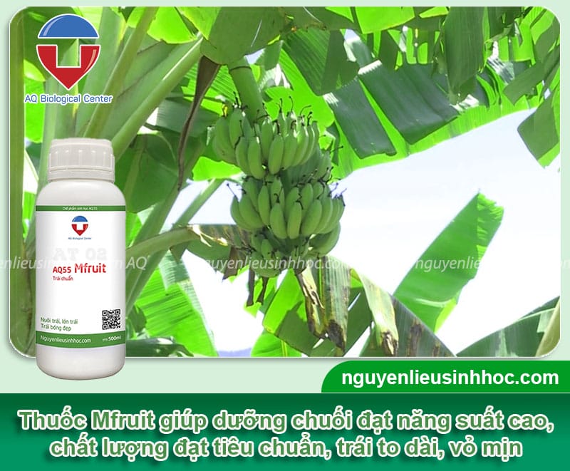 Thuốc dưỡng trái nho Mfruit giúp trái nho to, ngọt, đẹp mắt