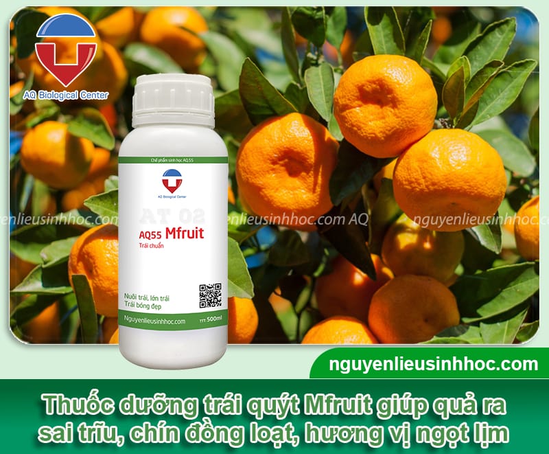 Thuốc dưỡng trái quýt Mfruit giúp quả ra sai trĩu, vị ngọt lịm