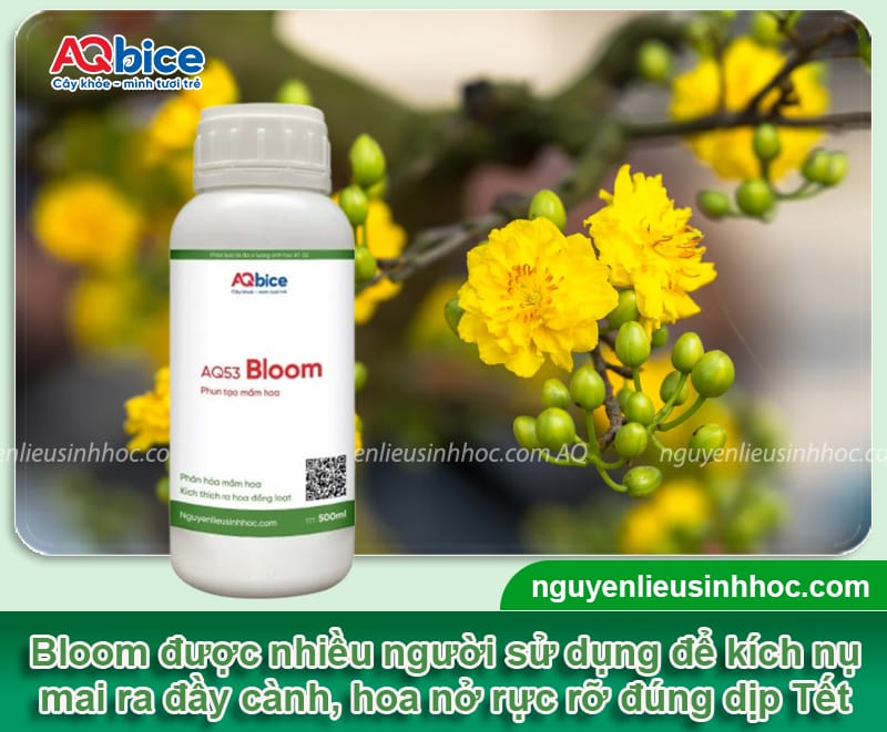 Thuốc kích nụ mai ra nhiều, hoa nở đồng loạt đúng dịp Tết 2026