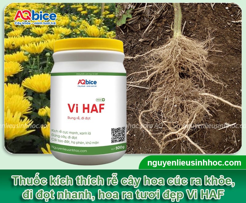 Cách nhân giống hoa cúc đơn giản tại nhà, thành công cao