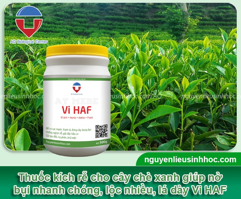 Thuốc kích rễ cho cây chè xanh Vi HAF giúp đi đọt nhanh, lá xanh mướt