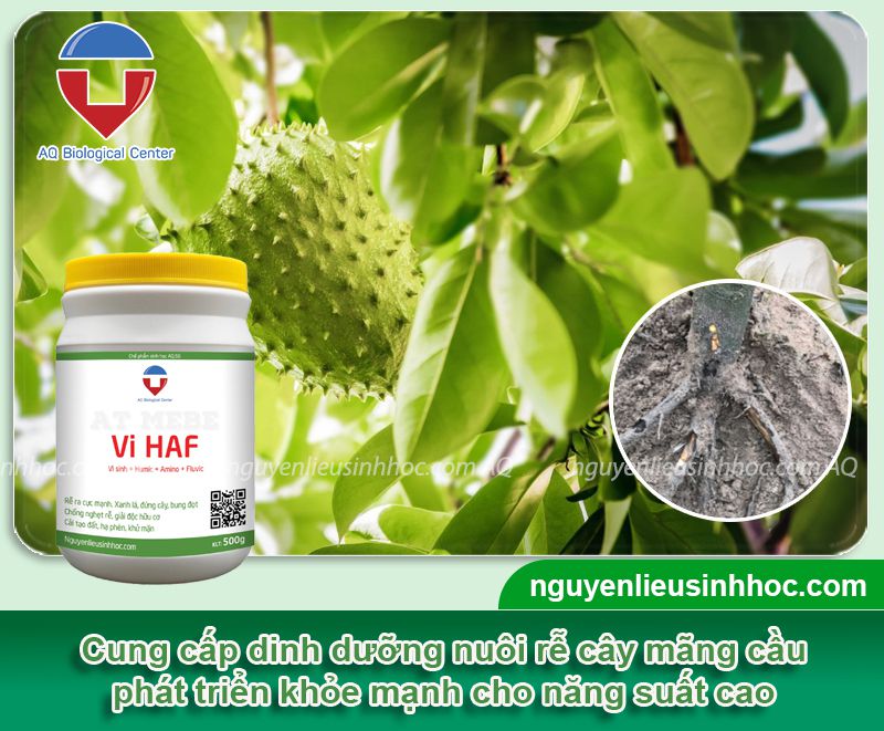 Thuốc kích rễ cho cây mãng cầu Vi HAF ra rễ nhanh, lớn trái