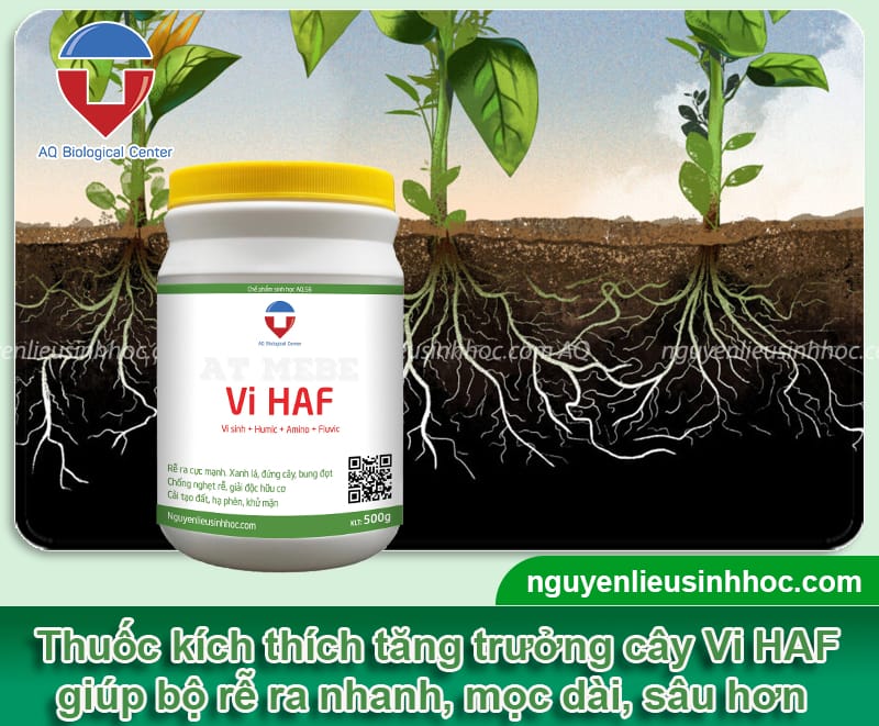 Thuốc kích thích tăng trưởng cây Vi HAF giúp cây khỏe, chồi bung mạnh