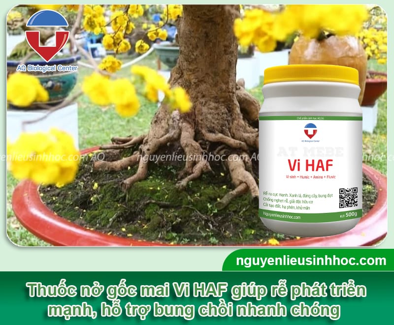 Thuốc nở gốc mai Vi HAF giúp rễ ra cực mạnh, bung chồi nhanh