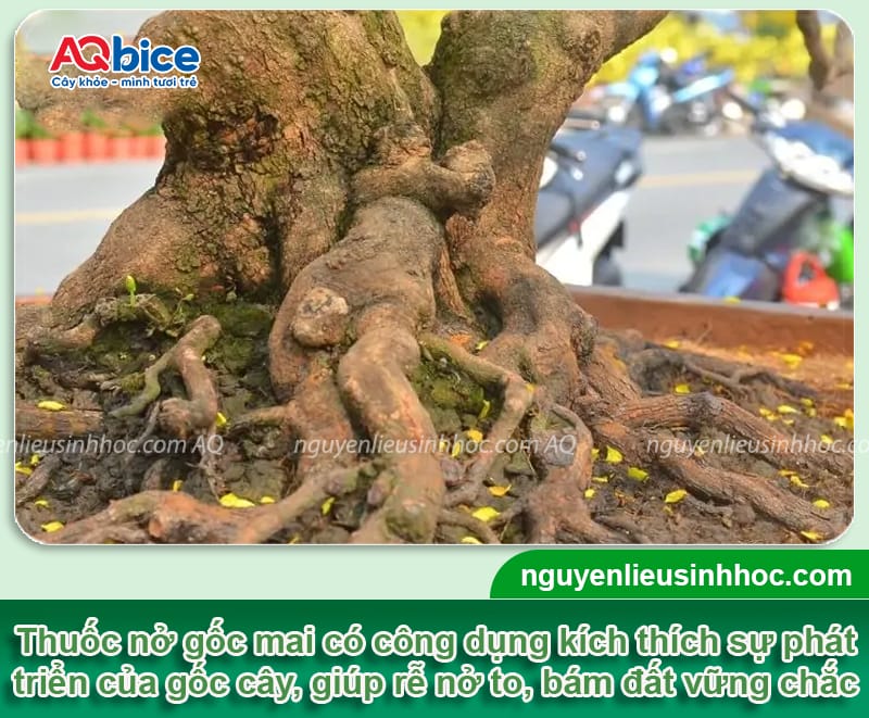 Thuốc nở gốc mai Vi HAF kích rễ ra mạnh, bung chồi nhanh