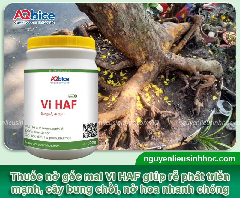 Thuốc nở gốc mai Vi HAF kích rễ ra mạnh, bung chồi nhanh
