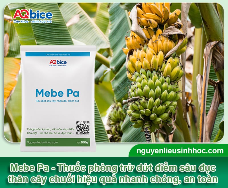 Sâu đục thân cây chuối: Đặc điểm và Cách diệt trừ tận gốc 4 Sâu đục thân cây chuối: Đặc điểm và Cách diệt trừ tận gốc