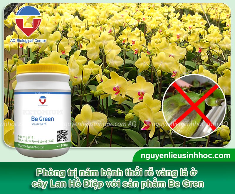 Nguyên nhân Lan Hồ Điệp bị vàng lá và các biện pháp khắc phục