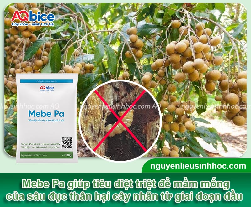 Sâu đục thân cây nhãn: Dấu hiệu và Cách phòng trừ