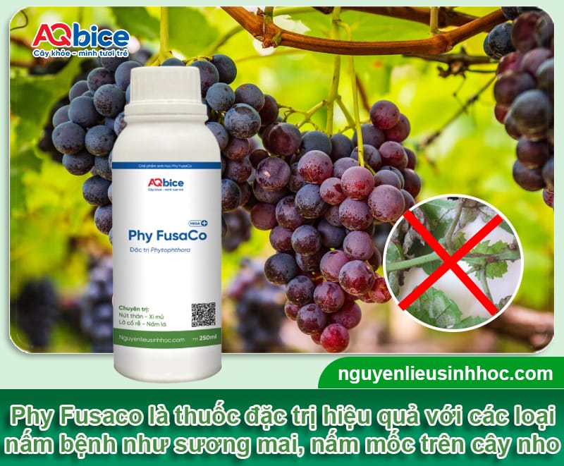 Thuốc trị nấm cho cây nho: Hiệu quả nhanh, an toàn cho cây