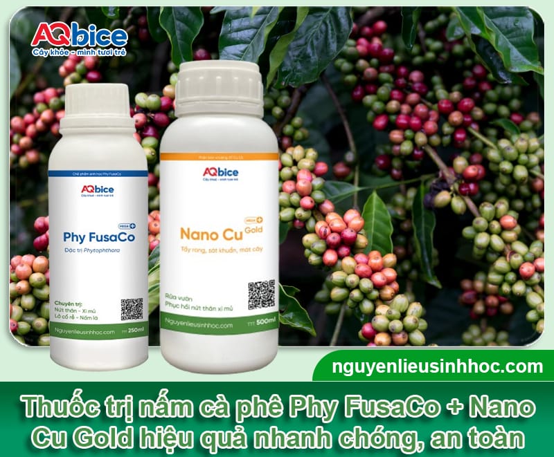 Thuốc trị nấm cà phê dứt điểm, hiệu quả nhanh, giá tốt