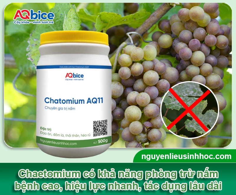 Thuốc trị nấm cho cây nho: Hiệu quả nhanh, an toàn cho cây