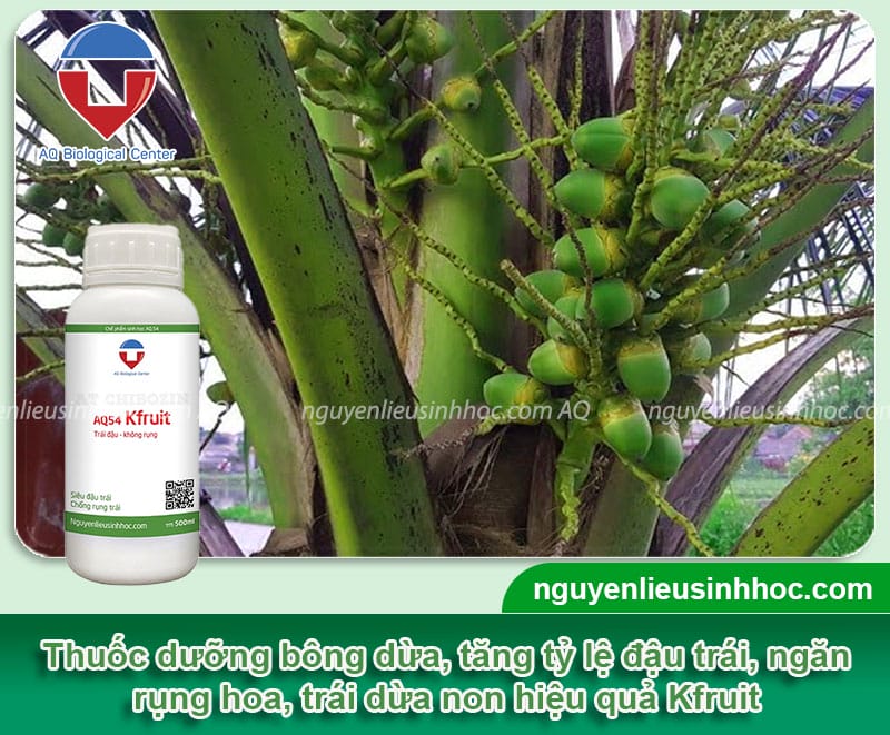 Thuốc xử lý tình trạng dừa ra hoa không đậu trái Kfruit