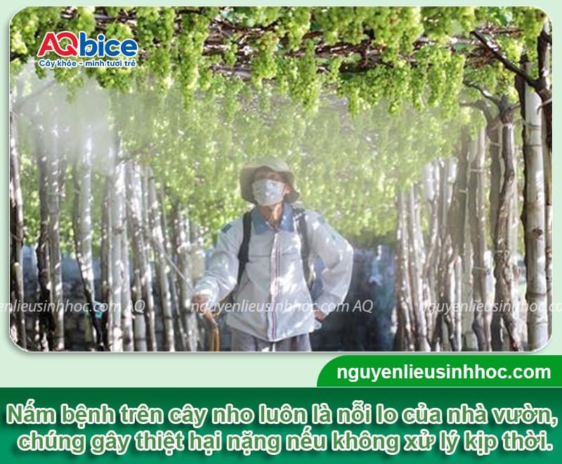 Thuốc trị nấm cho cây nho: Hiệu quả nhanh, an toàn cho cây
