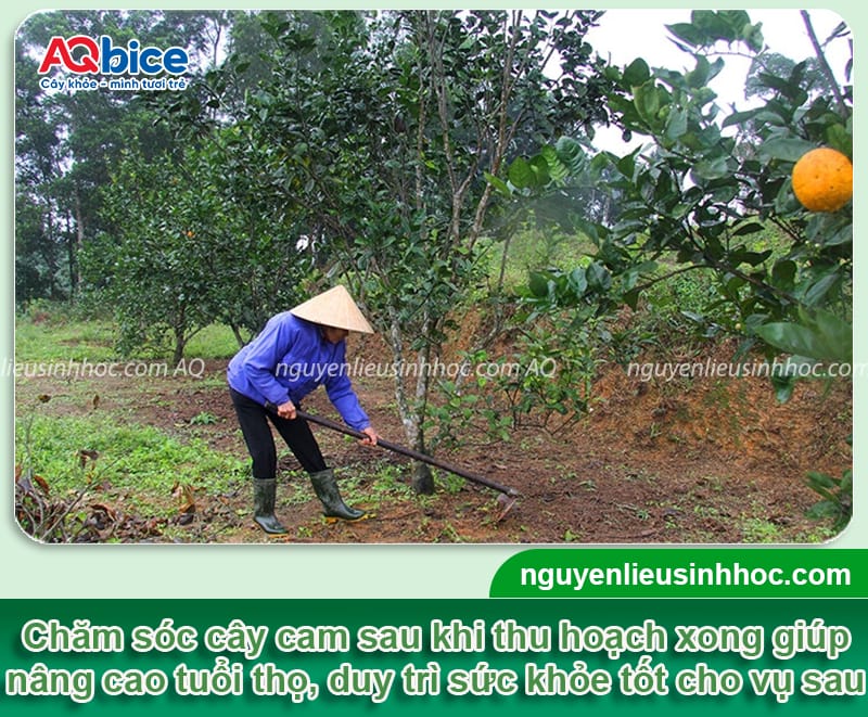 Hướng dẫn rửa vườn, chăm sóc cây cam sau thu hoạch