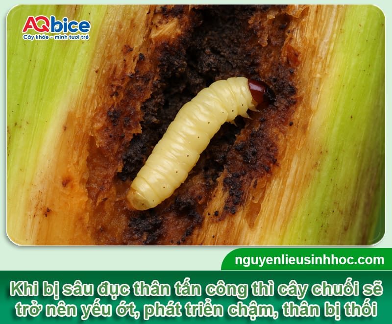 Sâu đục thân cây chuối: Đặc điểm và Cách diệt trừ tận gốc