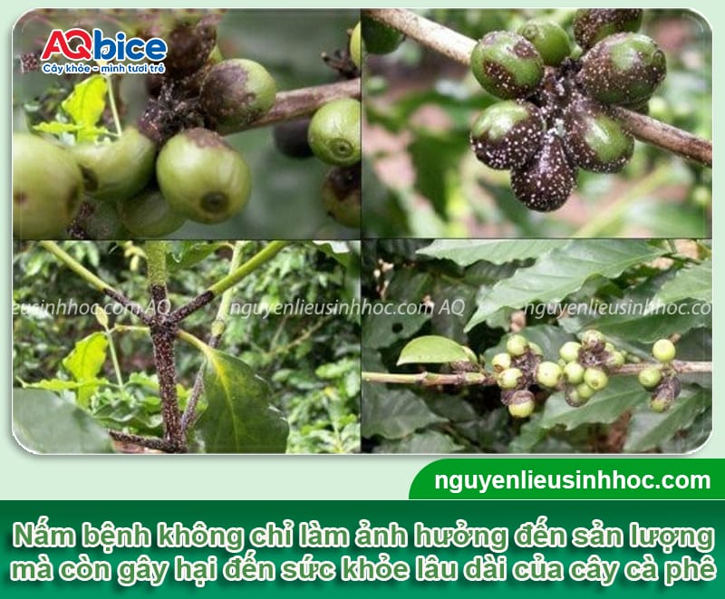 Thuốc trị nấm cà phê dứt điểm, hiệu quả nhanh, giá tốt