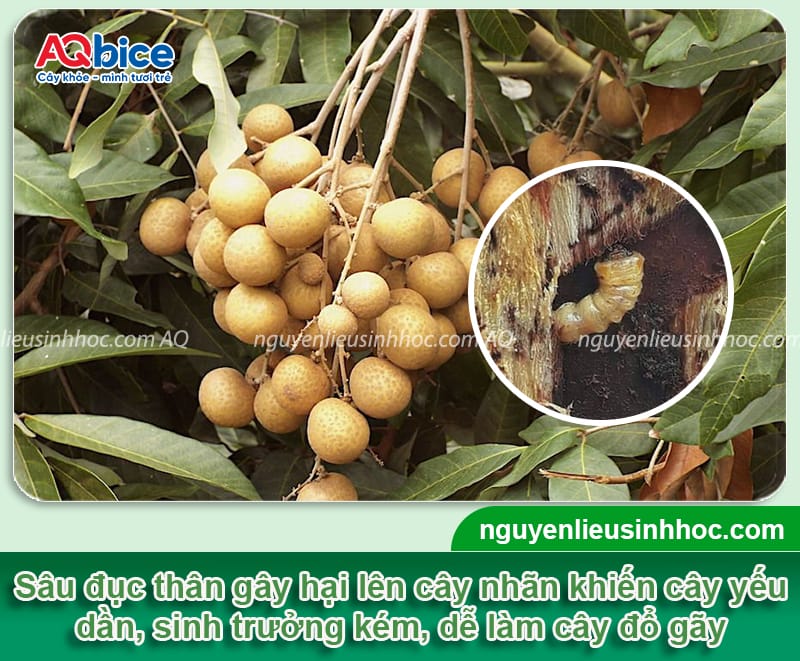 Sâu đục thân cây nhãn: Dấu hiệu và Cách phòng trừ