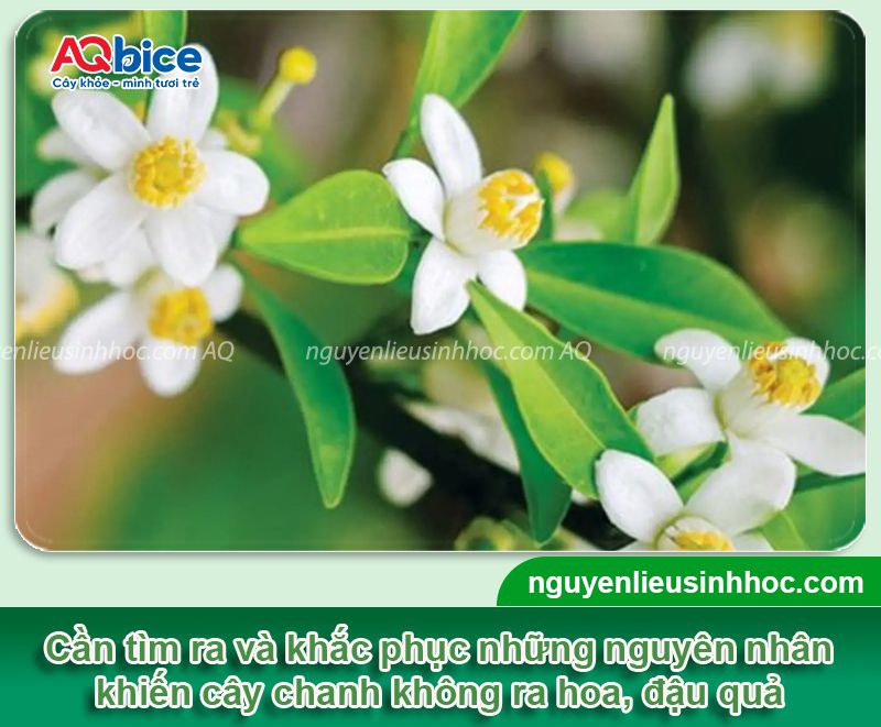 Cây chanh không ra hoa: Nguyên nhân và cách xử lý ra bông 