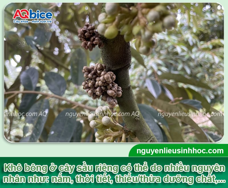 Sầu riêng bị khô bông do đâu và Cách xử lý để vụ bội thu