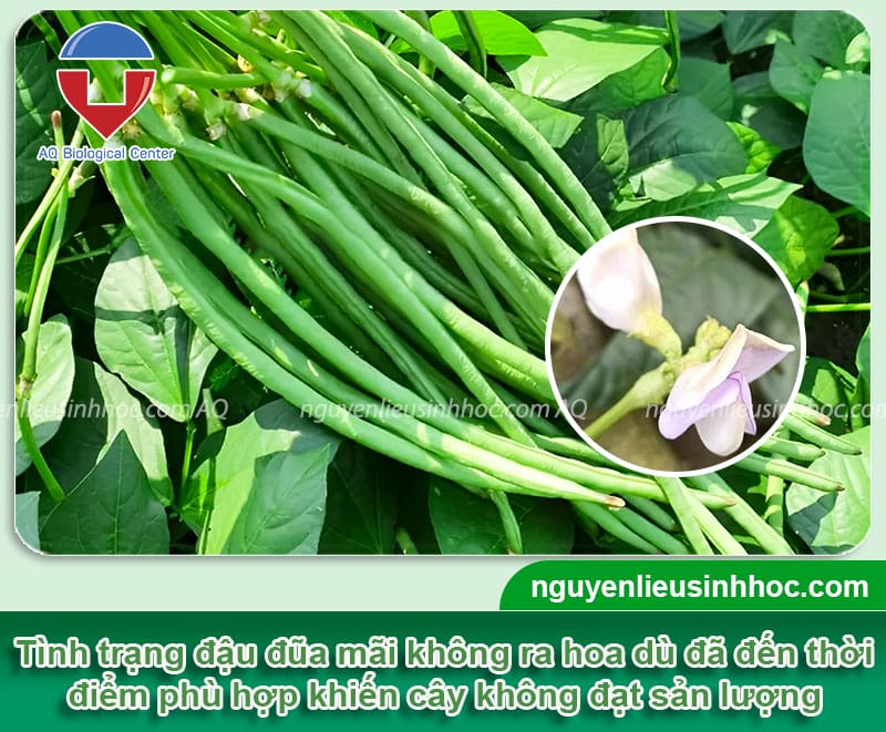 Nguyên nhân đậu đũa không ra hoa là gì? Cách xử lý hiệu quả