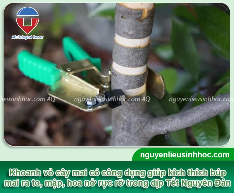 Kỹ thuật khoanh vỏ cây mai để cây ra hoa rực rỡ đúng dịp Tết