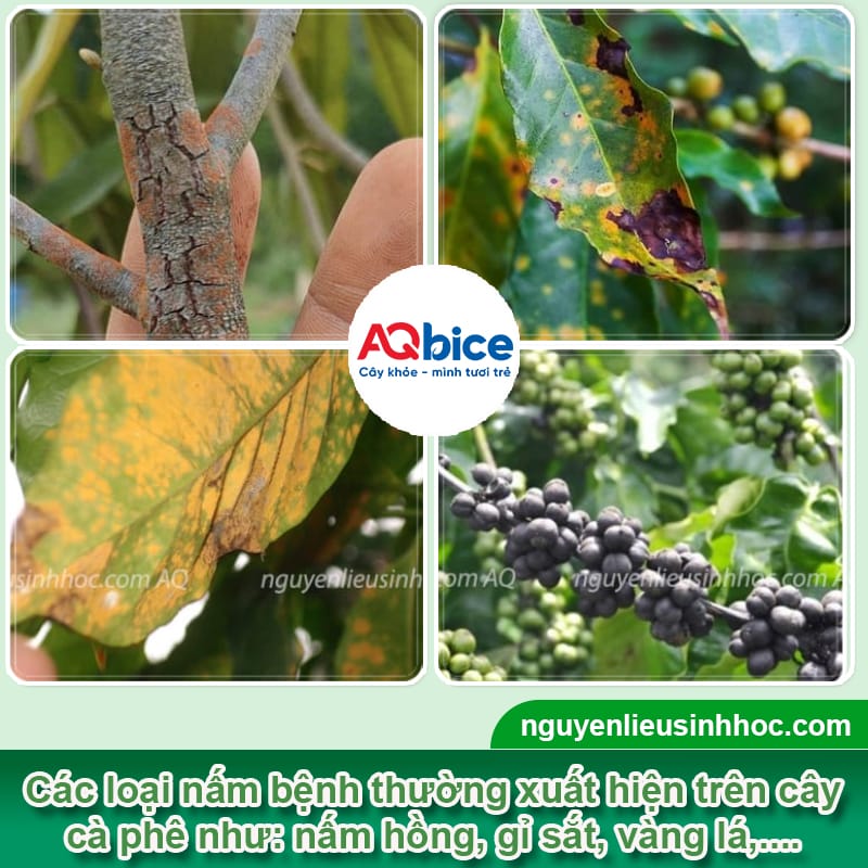 Thuốc trị nấm cà phê dứt điểm, hiệu quả nhanh, giá tốt