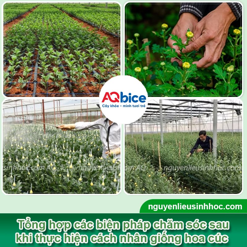 Cách nhân giống hoa cúc đơn giản tại nhà, thành công cao