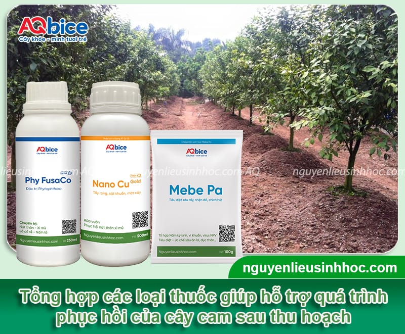 Hướng dẫn rửa vườn, chăm sóc cây cam sau thu hoạch