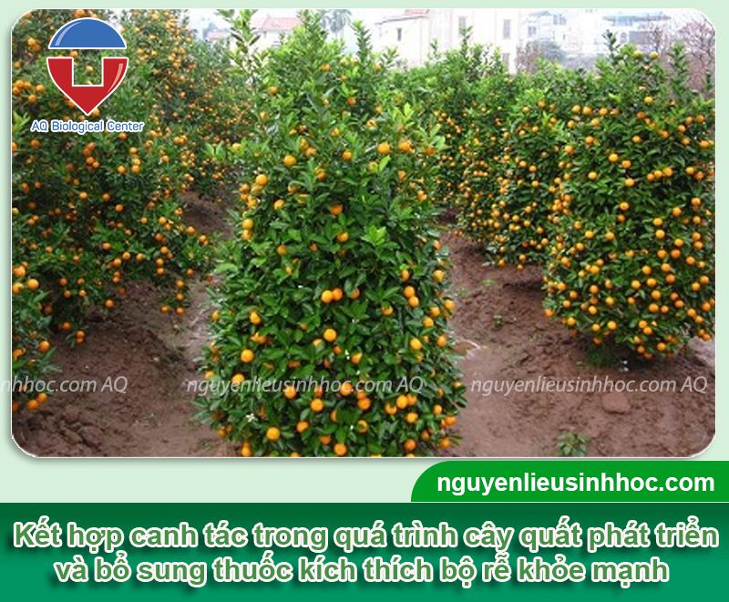 Thuốc kích rễ cho cây quất Vi HAF nuôi bộ rễ khỏe, bung đọt nhanh