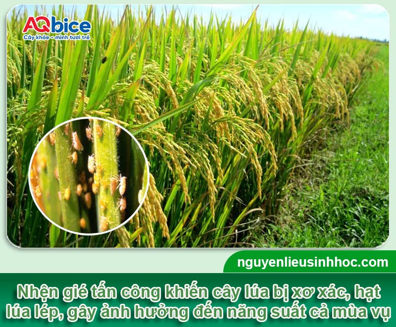 Thuốc đặc trị nhện gié Mebe Pa xử lý nhanh, bảo vệ năng suất