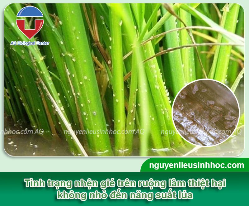 Thuốc đặc trị nhện gié hại lúa nâng cao năng suất với Mebe Pa (Green)