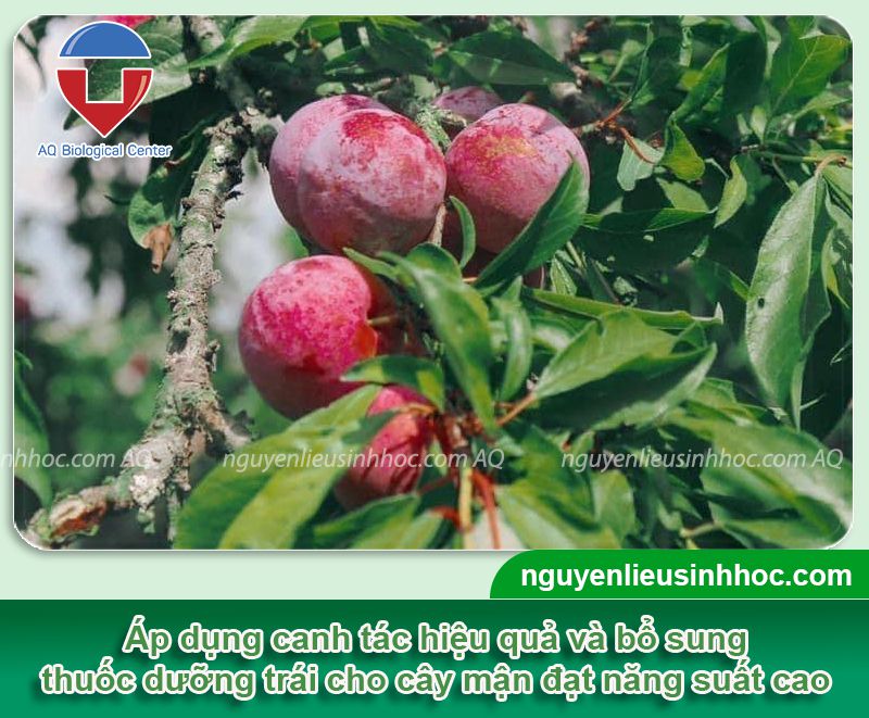 Thuốc dưỡng trái mận Mfruit lớn trái, giòn ngọt, neo quả lâu