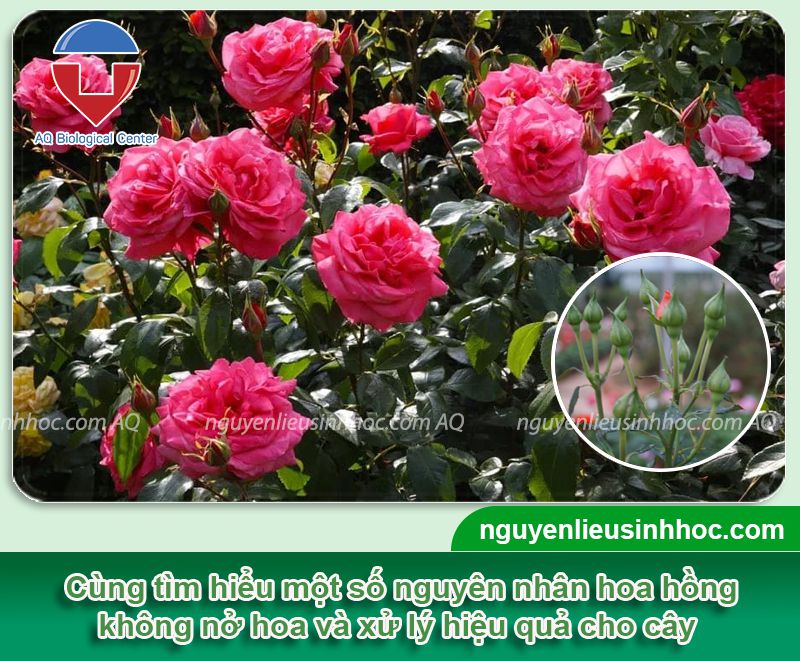 Hoa hồng không ra hoa do nguyên nhân nào? Cách khắc phục