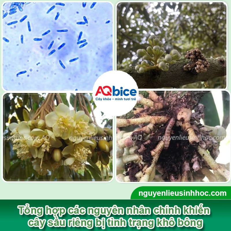 Sầu riêng bị khô bông do đâu và Cách xử lý để vụ bội thu 2 Sầu riêng bị khô bông do đâu và Cách xử lý để vụ bội thu