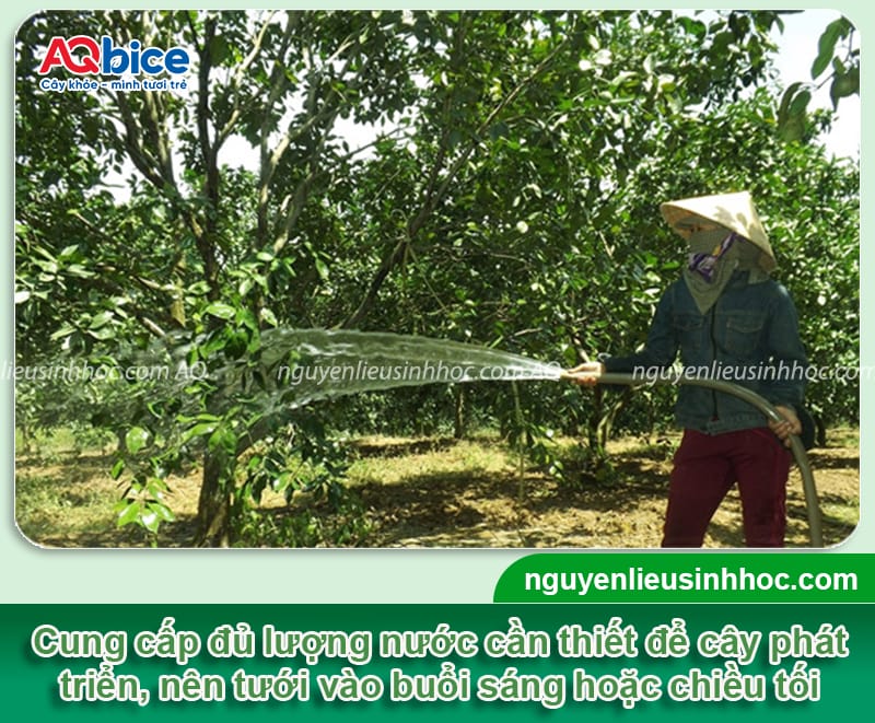 Hướng dẫn rửa vườn, chăm sóc cây cam sau thu hoạch