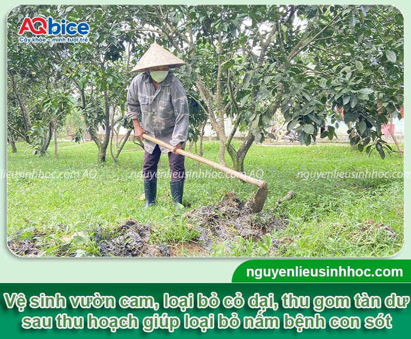 Hướng dẫn rửa vườn, chăm sóc cây cam sau thu hoạch