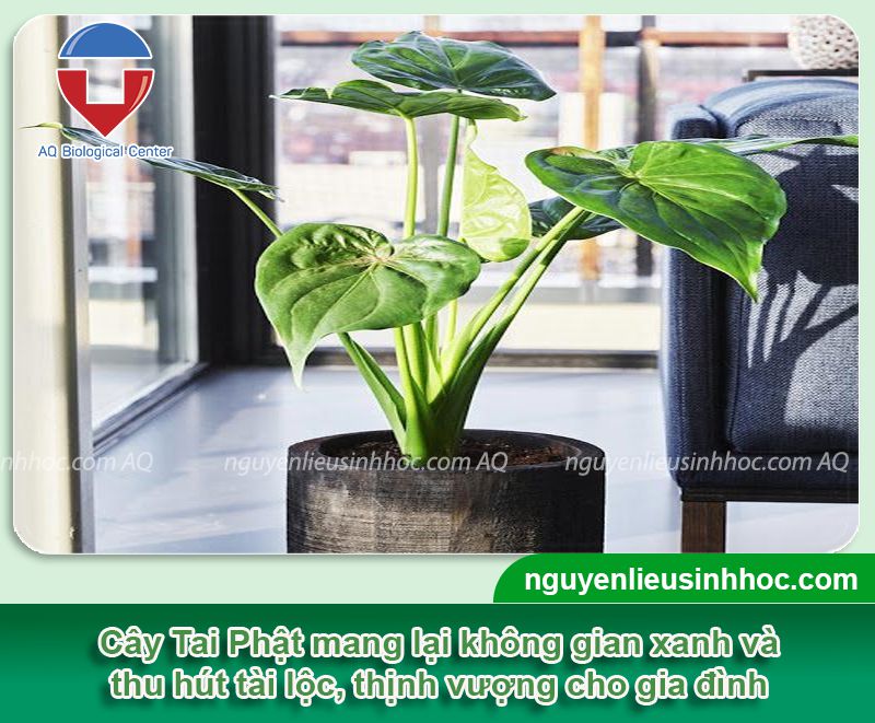 Cây Tai Phật: Đặc điểm, ý nghĩa, công dụng và cách bố trí phù hợp