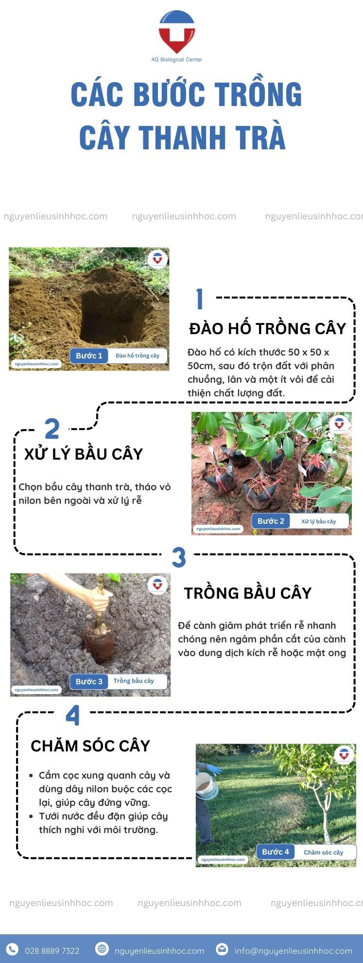 Cây thanh trà trồng bao lâu có trái? Cách trồng và chăm cây khỏe