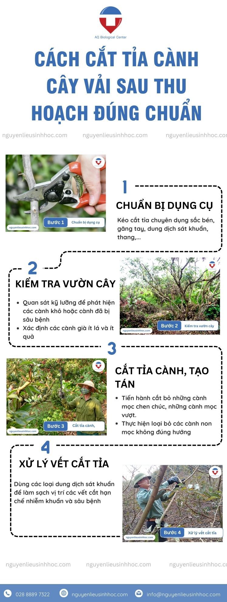 Hướng dẫn cách tỉa cành vải sau thu hoạch đúng kỹ thuật