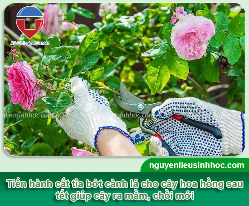 Hướng dẫn cách chăm sóc hoa hồng sau tết mau phục hồi